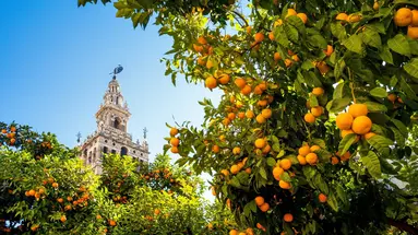 Od Andaluzji do Andaluzji Premium