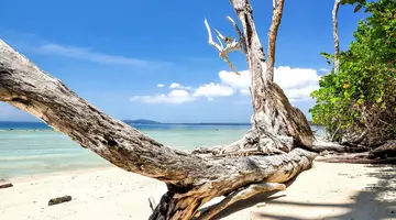 Od Tadż Mahal Do Białych Plaż Andamanów