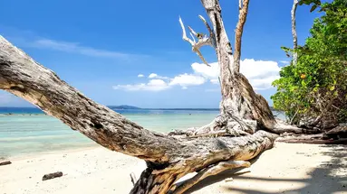 Od Tadż Mahal Do Białych Plaż Andamanów