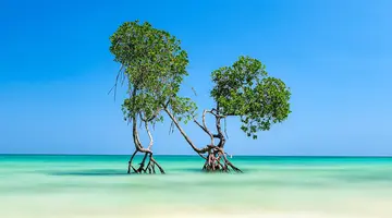 Od Tadż Mahal Do Białych Plaż Andamanów