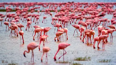 Oko w Oko z Ngorongoro
