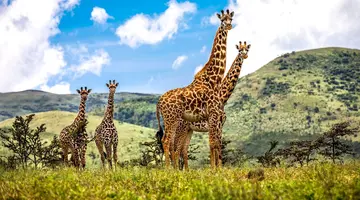 Oko w Oko z Ngorongoro