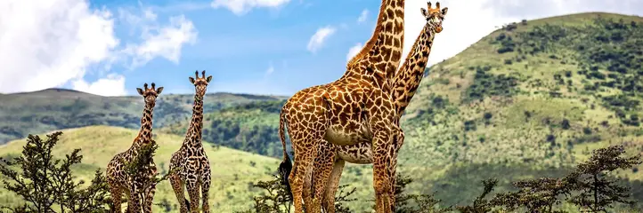 Oko w Oko z Ngorongoro