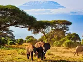Oko w Oko z Ngorongoro
