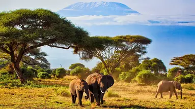 Oko w Oko z Ngorongoro