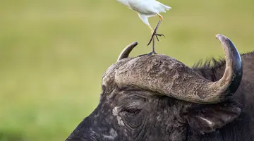 Oko w Oko z Ngorongoro