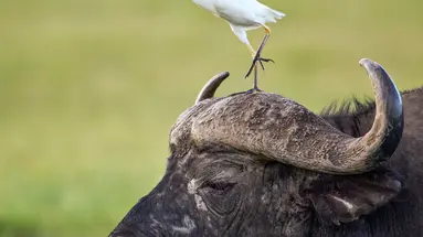 Oko w Oko z Ngorongoro