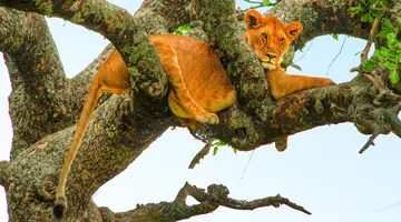 Oko w Oko z Ngorongoro