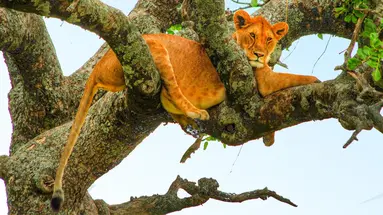 Oko w Oko z Ngorongoro