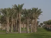 Old Palace Resort