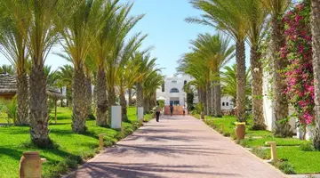 Palm Azur