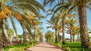 Palm Azur
