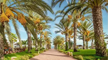 Palm Azur