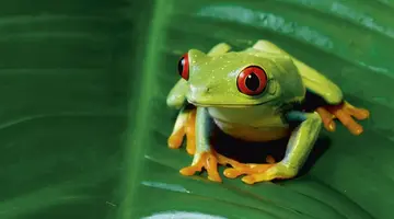Panama Express