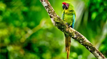 Panama, Kostaryka i Nikaragua - morze lasów, lawa przyjemności