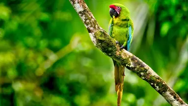 Panama, Kostaryka i Nikaragua - morze lasów, lawa przyjemności