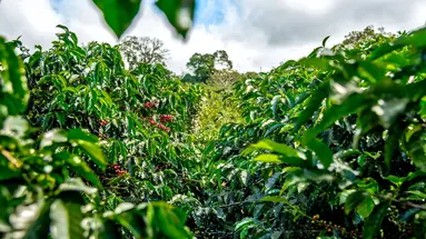 Panama, Kostaryka i Nikaragua - morze lasów, lawa przyjemności