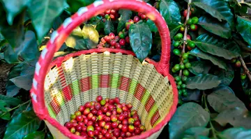 Panama, Kostaryka i Nikaragua - morze lasów, lawa przyjemności