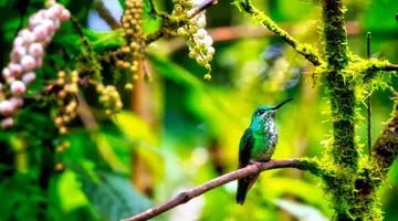 Panama, Kostaryka i Nikaragua - morze lasów, lawa przyjemności
