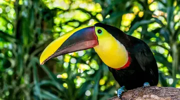 Panama, Kostaryka i Nikaragua - morze lasów, lawa przyjemności