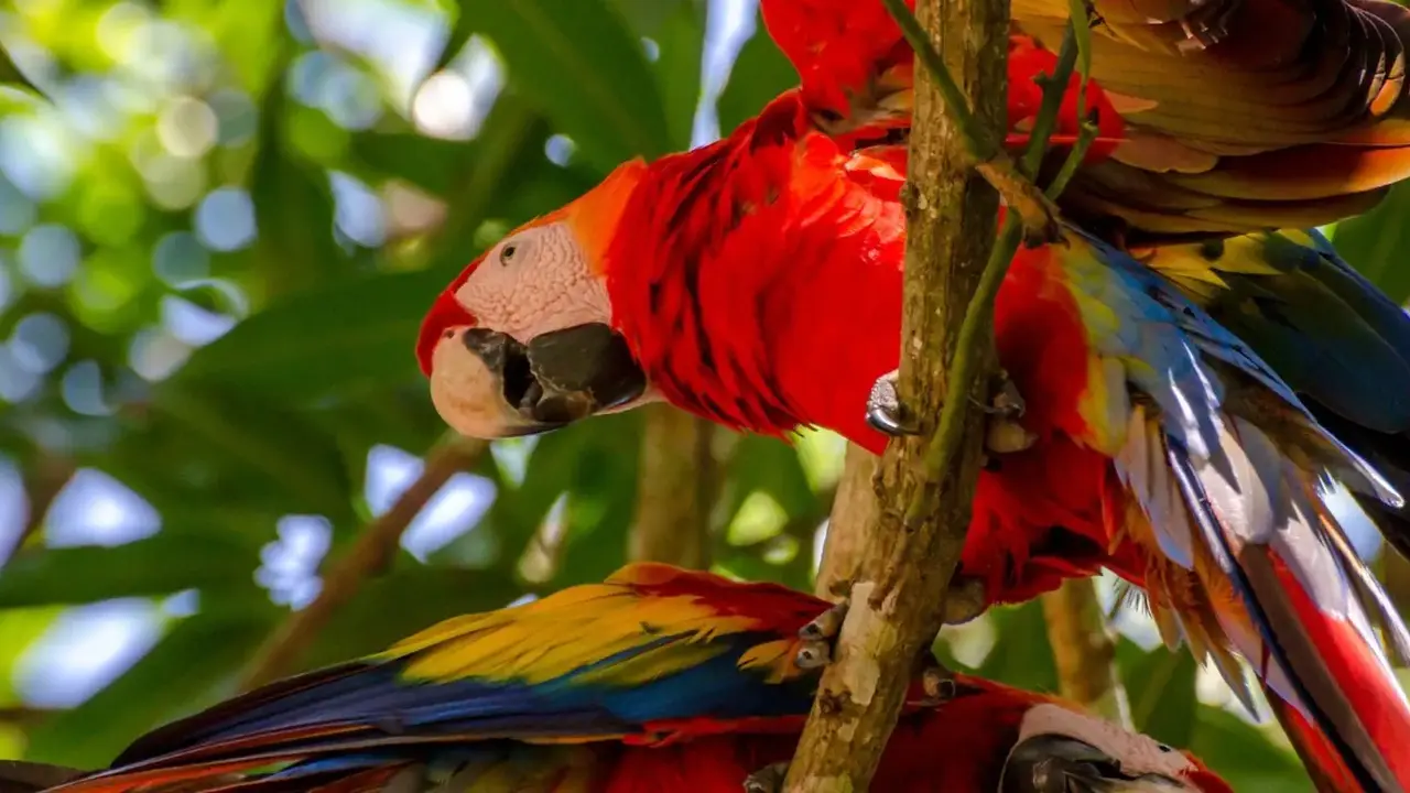 PANAMA – KOSTARYKA – NIKARAGUA – SALWADOR – HONDURAS – GWATEMALA – BELIZE – MEKSYK