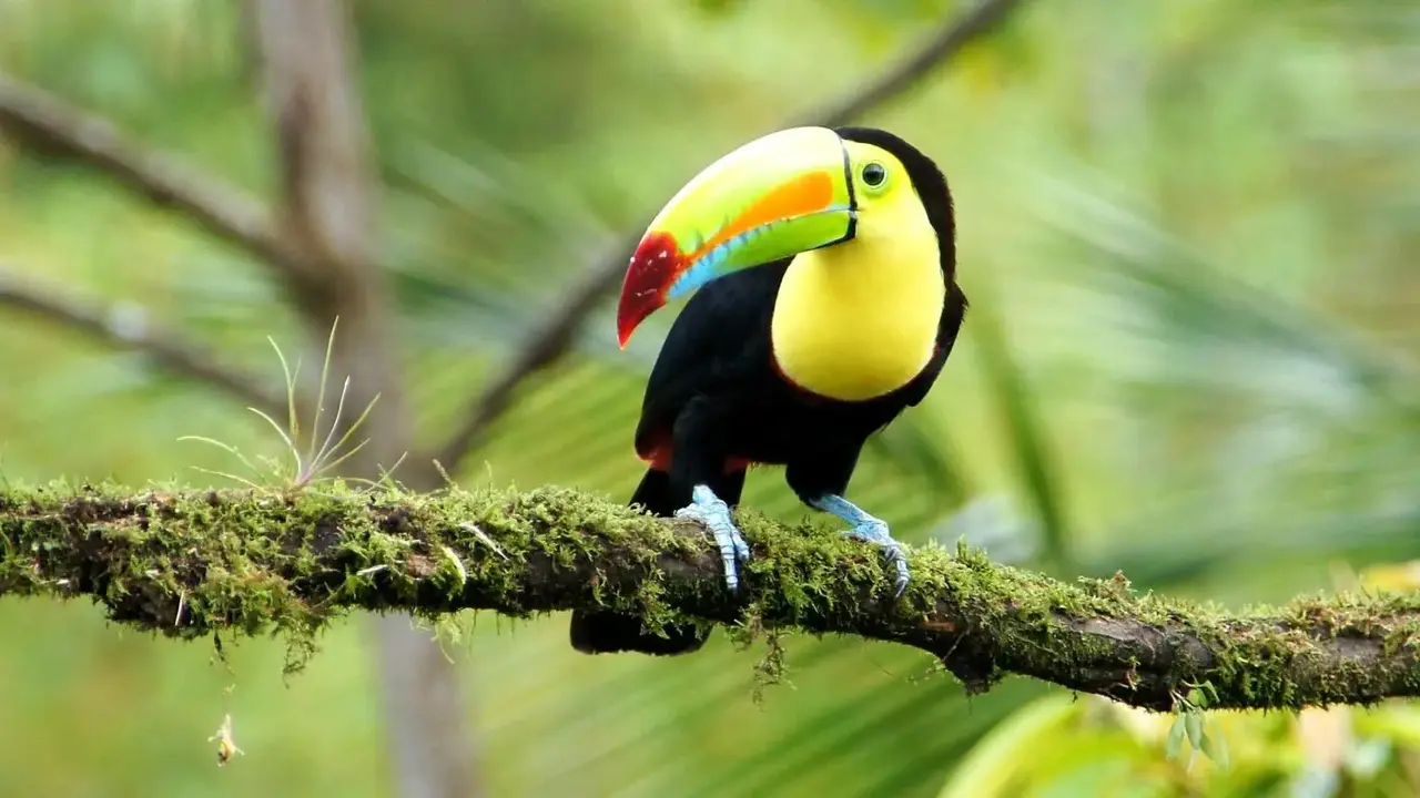 PANAMA – KOSTARYKA – NIKARAGUA – SALWADOR – HONDURAS – GWATEMALA – BELIZE – MEKSYK