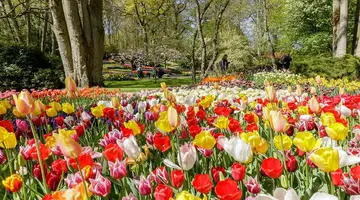 Parada kwiatów w Keukenhof