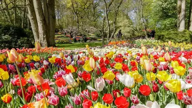 Parada kwiatów w Keukenhof