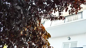 Paradise Beach Apartments
