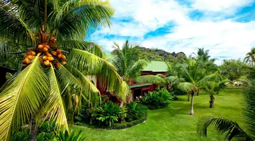 Paradise Sun