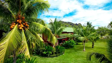Paradise Sun