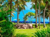 Paradise Sun