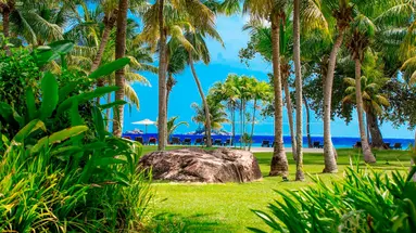 Paradise Sun
