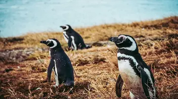 Patagonia: Buenos Aires I Ziemia Ognista