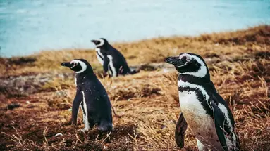Patagonia: Buenos Aires I Ziemia Ognista