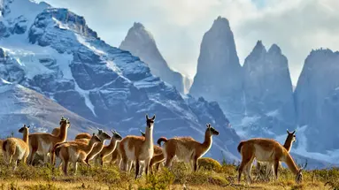 Patagonia Express