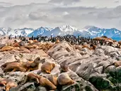 Patagonia Express