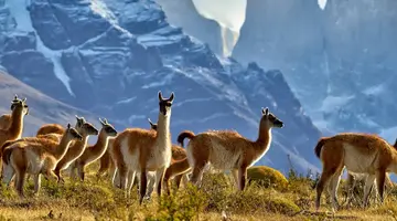 Patagonia Express
