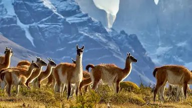 Patagonia Express