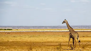 Perła Tanzanii