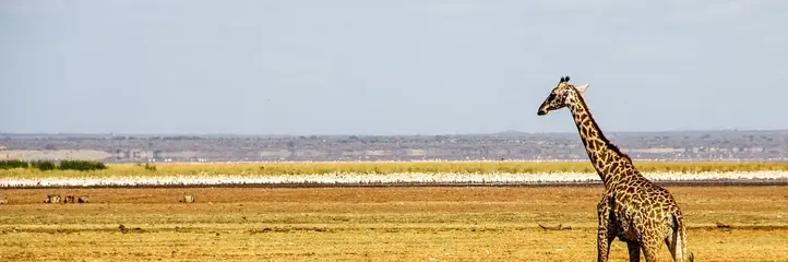 Perła Tanzanii