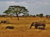 Perła Tanzanii