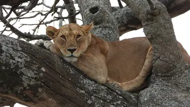 Perła Tanzanii
