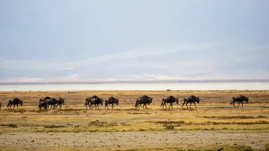 Perła Tanzanii