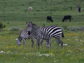Perła Tanzanii