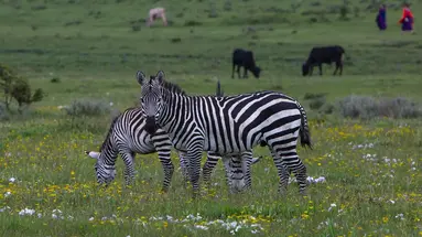 Perła Tanzanii