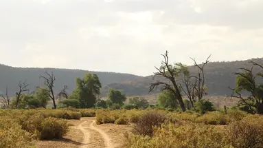 Perła Tanzanii