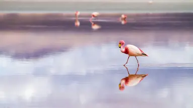 Perły Andów - skarby Peru i Boliwii