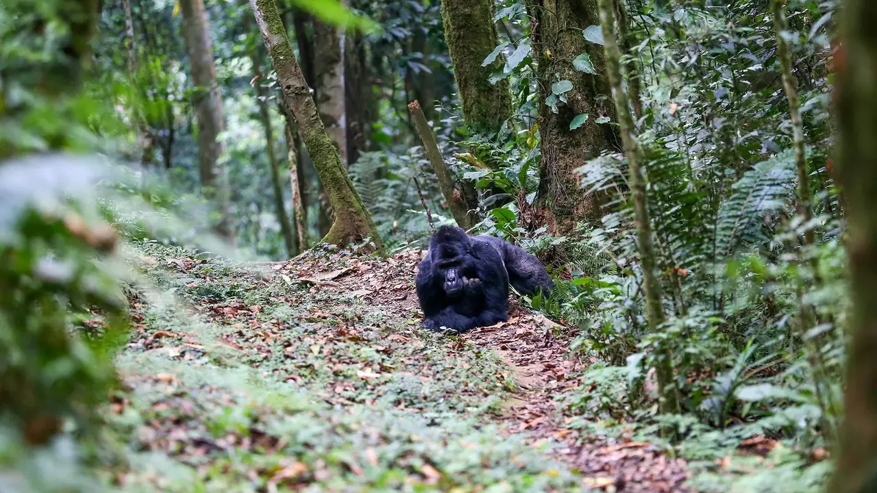 Perły Wschondiej Afryki: W Ugandzie I Rwandzie