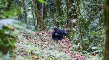 Perły Wschondiej Afryki: W Ugandzie I Rwandzie